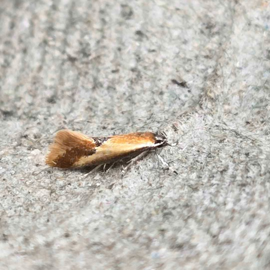 Photo of Lesser Tawny Tubic (Batia lunaris)